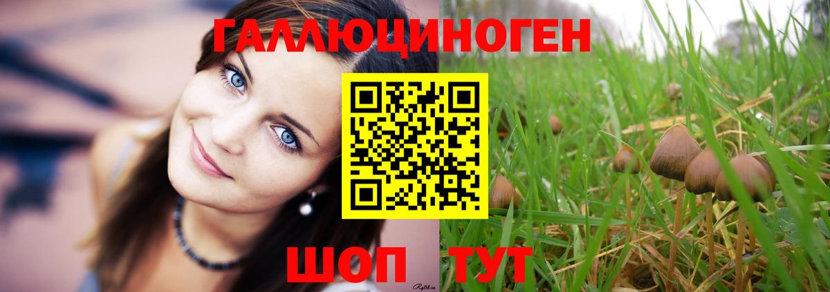 Псилоцибиновые грибы Psilocybine cubensis  купить закладку  Вход с VPN  Красный Сулин  Псилоцибиновые грибы прущие грибы 